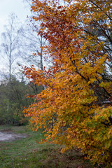tree at the end of autumn