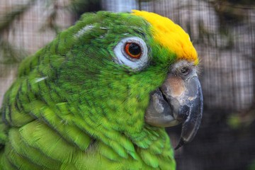 Parrot