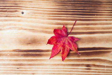 Maple leaf on the wood background 