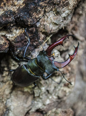 Stag beetle