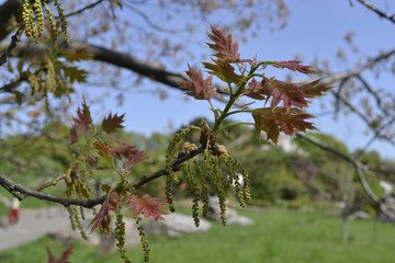 Spring
