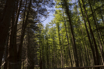 Trees of the Aspromonte mountains