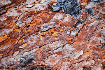 the colorful bark of the pine tree