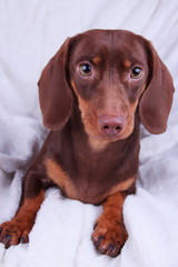 Small cute chocolate dachshund dog on a white background