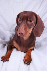 Small cute chocolate dachshund dog on a white background