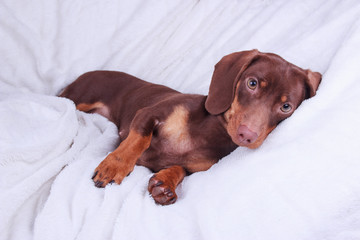 Small cute chocolate dachshund dog on a white background