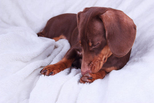 Small cute chocolate dachshund dog on a white background
