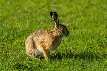 Hase im Feld