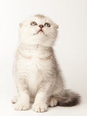 Little scottish fold kitten on white background