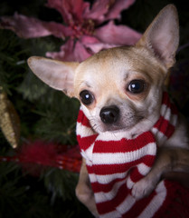 Chihuahua New year Dog