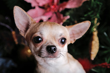Chihuahua New year Dog