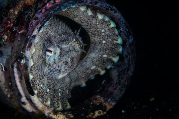 Coconut Octopus in Jar in Lembeh Strait