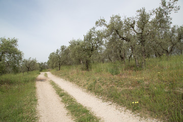 Fototapeta na wymiar Olive plantation in Umbria