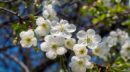 Cherry blossoms on a blue spring sky background