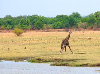 Thornicroft Giraffe standing on the open Plains in South Luangwa National Park, Zambia