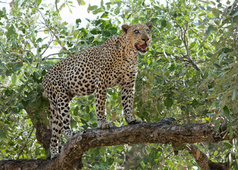 Fototapeta na wymiar Full Bodied African Leopard who is blind in one eye standing on a large tree branch in South Luangwa Natonal Park, zambia, southern africa