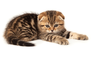 Fototapeta premium Portrait cat, scottish Fold on white background