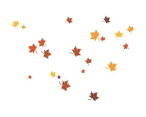 autumn Leaf  vector ilustration