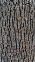 Obraz premium English Wood Trunk Texture