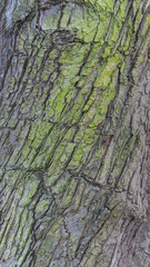 English Wood Trunk Texture