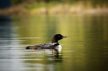 Loon swimming in lake