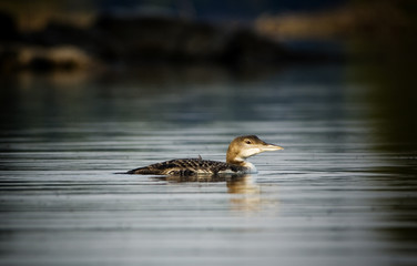Baby Loon swimming in lake