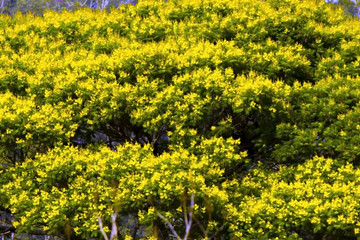 Obraz premium Arvore Brasil