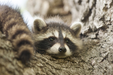 Baby raccoon resting on a branch of an oak tree  