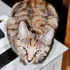 Young brown cat