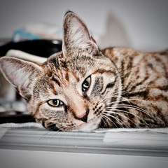 Young brown cat