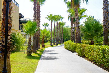Fototapeta premium Alley with tropical palms at resort