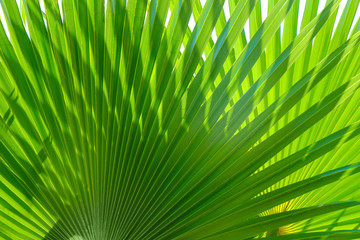 Fototapeta premium Green tropical leaf, closeup