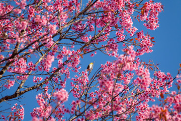 Close up white-eye bird on cherry blossom and sakura