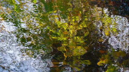 Obraz premium Beautifully Reflected Leaves in the Water Surface for 3D Texture