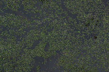English Water Surface filled with duckweed