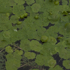 English Duckweed Background