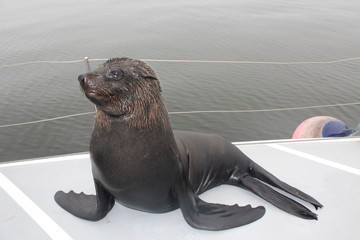 Südafrikanischer Seebär