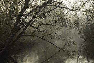 Misty River 