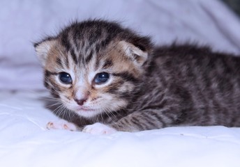CUTE BROWN TABBY KITTEN