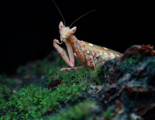 mantis army pose