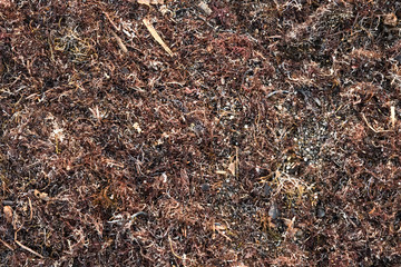 Sea kelp washed ashore after a storm closeup mixed with sand