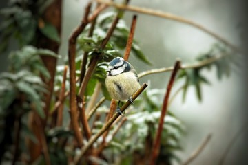 Blue tit perched in snowstorm in England near Christmas with snow on head