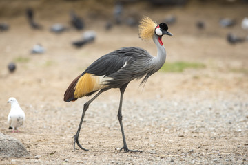 Beautiful bird ,Grey crowned crane