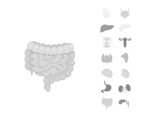 Cartoon human organs vector set . Anatomy of body. Reproductive system, heart, lungs, brain illustrations