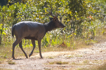 Wild deer in nature 