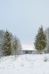 snowy juniper tree in a field. winter landscape