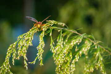 Fototapeta na wymiar Resting Wasp 