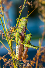 Mating Grasshoppers