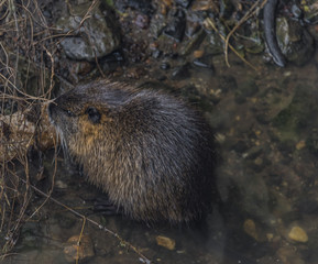 Coypu eating bread in winter river