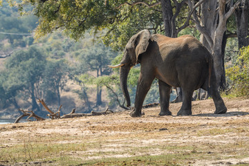 Fototapeta na wymiar Elephant walking along the Chobe River bank, with trees in the background, Botswana, Africa 